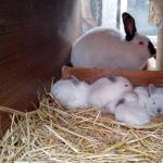 Развитие кролиководства в сибири Великан серый и другие породы